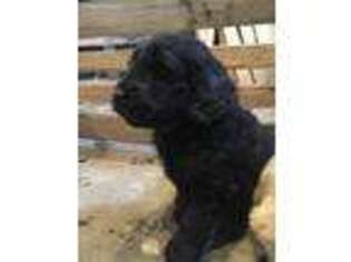 Goldendoodle Puppy for sale in Lynden, WA, USA