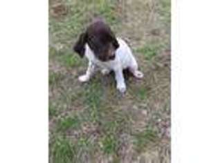 German Shorthaired Pointer Puppy for sale in Colville, WA, USA