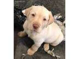 Labrador Retriever Puppy for sale in Sterling, IL, USA