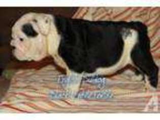 Bulldog Puppy for sale in GLENDALE, OR, USA