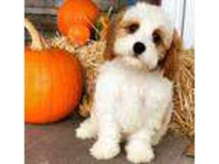 Cavapoo Puppy for sale in Owenton, KY, USA