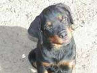 Rottweiler Puppy for sale in Green Pond, SC, USA