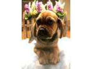 Puggle Puppy for sale in Gurnee, IL, USA