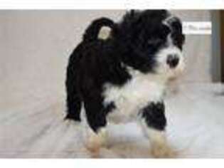 Portuguese Water Dog Puppy for sale in Canton, OH, USA