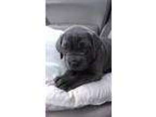 Cane Corso Puppy for sale in Spanaway, WA, USA