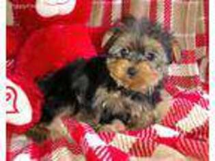 Yorkshire Terrier Puppy for sale in Great Valley, NY, USA