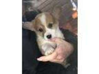 Pembroke Welsh Corgi Puppy for sale in Fortuna, MO, USA