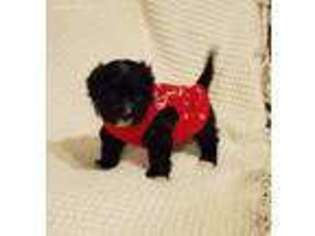 Cavapoo Puppy for sale in Cullman, AL, USA