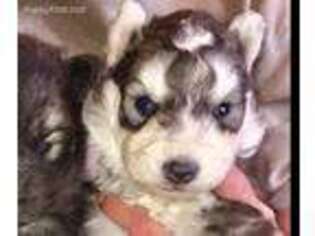 Siberian Husky Puppy for sale in Prairie Du Rocher, IL, USA