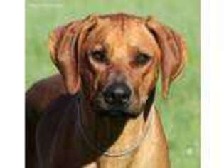Rhodesian Ridgeback Puppy for sale in Louisville, TN, USA