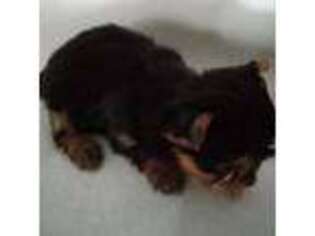 Yorkshire Terrier Puppy for sale in Hillsdale, MI, USA