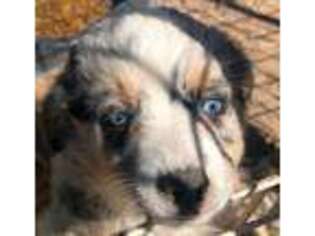 Miniature Australian Shepherd Puppy for sale in Penrose, CO, USA