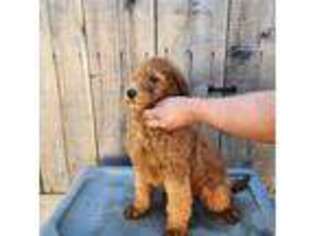 Mutt Puppy for sale in Salinas, CA, USA