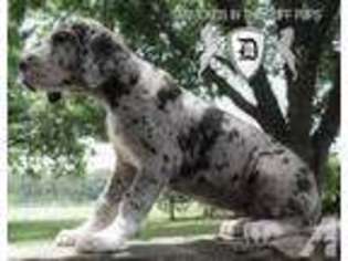 Great Dane Puppy for sale in COBBTOWN, GA, USA