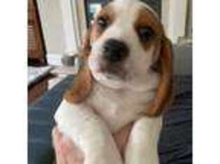 Beagle Puppy for sale in Sacramento, CA, USA