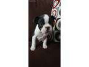Boston Terrier Puppy for sale in Fall River, MA, USA