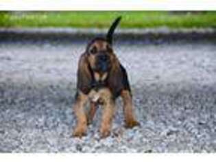 Bloodhound Puppy for sale in Loxahatchee, FL, USA