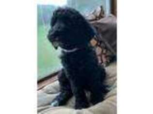 Mutt Puppy for sale in Stockport, OH, USA