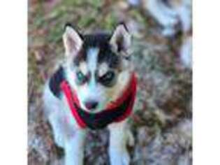 Siberian Husky Puppy for sale in Spring Hill, FL, USA
