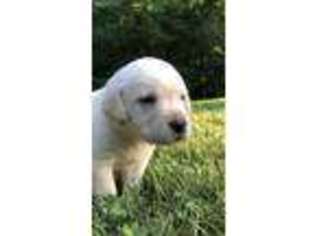 Labrador Retriever Puppy for sale in Mountain View, AR, USA