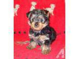 Yorkshire Terrier Puppy for sale in CITY OF INDUSTRY, CA, USA