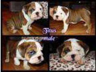 Bulldog Puppy for sale in BROOKINGS, SD, USA