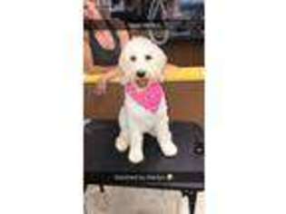 Goldendoodle Puppy for sale in Pelham, NH, USA