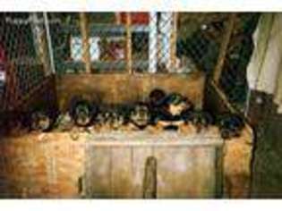 Rottweiler Puppy for sale in Markleysburg, PA, USA