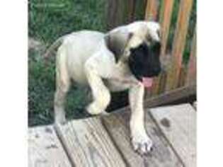 Mastiff Puppy for sale in Elizabethtown, KY, USA