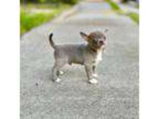 Chihuahua Puppy for sale in Lorton, VA, USA