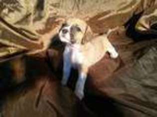 Puggle Puppy for sale in Coshocton, OH, USA