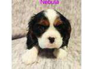 Cavalier King Charles Spaniel Puppy for sale in Skull Valley, AZ, USA