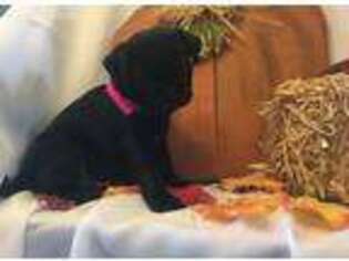 Pug Puppy for sale in Bridgewater, VA, USA