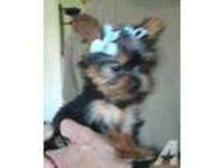 Yorkshire Terrier Puppy for sale in SAINT JAMES, MO, USA