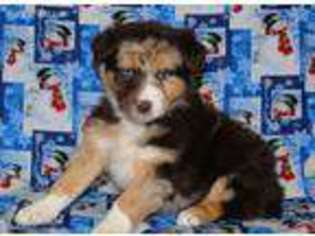 Australian Shepherd Puppy for sale in Johnstown, OH, USA