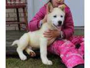 Akita Puppy for sale in Apple Creek, OH, USA