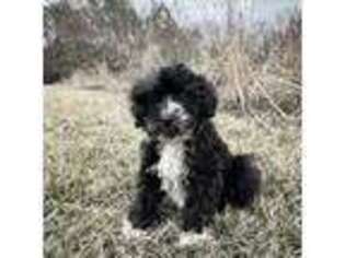 Portuguese Water Dog Puppy for sale in Houston, MS, USA