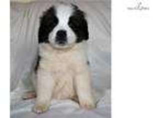 Saint Bernard Puppy for sale in San Diego, CA, USA