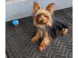 Yorkshire Terrier Puppy for sale in Titusville, FL, USA
