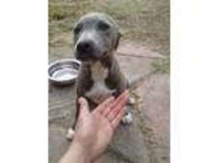Mutt Puppy for sale in Port Hueneme, CA, USA