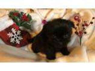 Pekingese Puppy for sale in Quitman, AR, USA