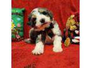Mutt Puppy for sale in Whitewood, SD, USA