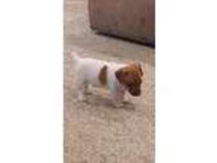 Jack Russell Terrier Puppy for sale in Keosauqua, IA, USA
