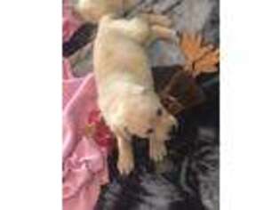 Labrador Retriever Puppy for sale in Grants Pass, OR, USA