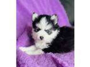 Siberian Husky Puppy for sale in Alvin, TX, USA