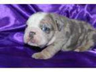 Bulldog Puppy for sale in Live Oak, FL, USA
