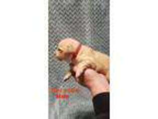 Golden Retriever Puppy for sale in Harlem, GA, USA