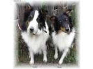 Shetland Sheepdog Puppy for sale in Colorado Springs, CO, USA