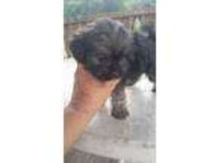 Shih-Poo Puppy for sale in Palm City, FL, USA