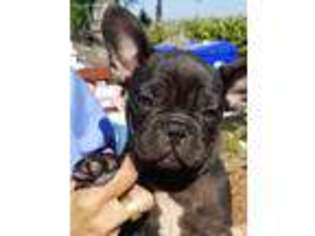 French Bulldog Puppy for sale in Oceanside, CA, USA